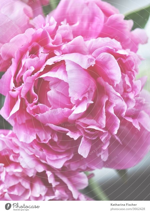 Petals of a peony, queen of the day... Peony flowers bleed Pink Plant Colour photo Nature spring already Close-up Summer Fresh natural Blossom leave Blossoming