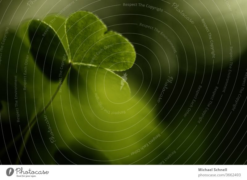 Macro photograph of a cloverleaf plant Cloverleaf luck green Plant Colour photo Nature Good luck charm Detail Shallow depth of field Macro (Extreme close-up)