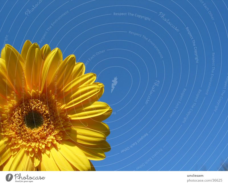 Yellow Flower Summer Sky Blue Gerbera Detail Cloudless sky Round Blossom leave Copy Space right Copy Space top Copy Space bottom Copy Space middle