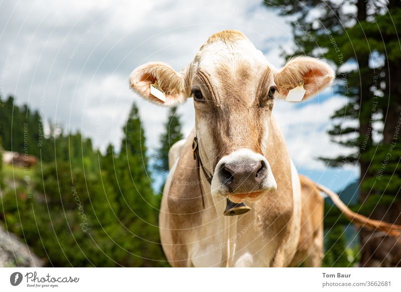 Portrait of a brown cow in the mountains with a cow bell around her neck in the background are conifers the blue sky with white clouds portrait chill