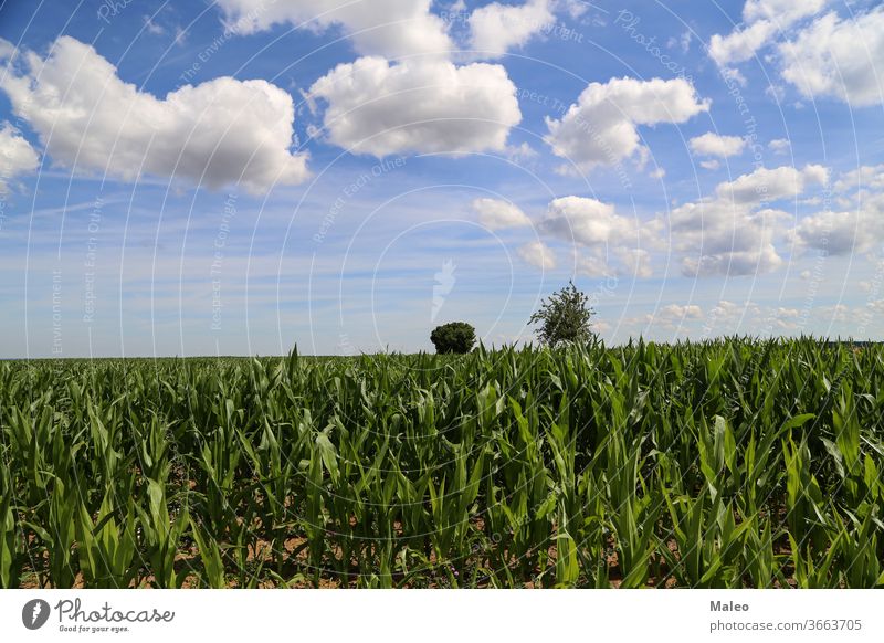 Green cornfield against a blue sky with white clouds agriculture green landscape nature farming summer countryside farmland rural season crop food harvest sunny