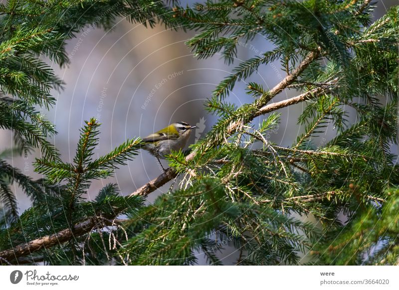 Winter goldcrest between the branches of a spruce animal bird copy space cute feathers fly forest nature nobody rare shy small stripes sunlight tiny tree wild