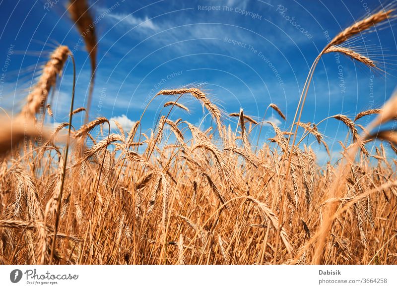Rye ears close up. Rye field in a summer day. Harvest concept rye harvest grain wheat golden crop farm yellow cereal ripe agriculture barley landscape seed