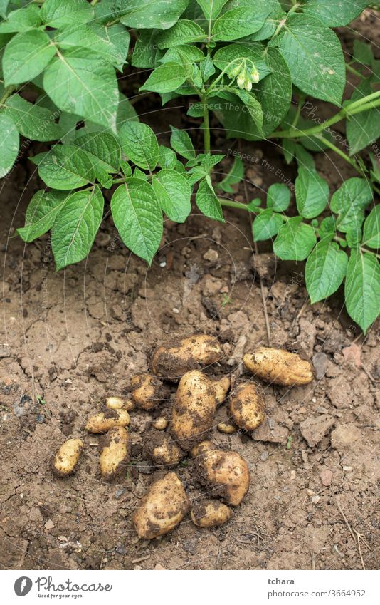 Fresh potatoes out of soil cultivation farm environment amount ingredients freshness earth young ripening growing dig heap produce veggies farmland farmer