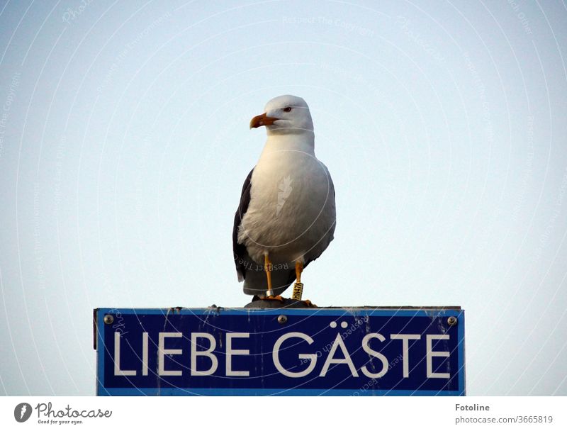 Where's the photoline? She always comes here! - or a seagull sits on a sign saying "Dear guests" and waits. Seagull Gull birds Animal Exterior shot Colour photo