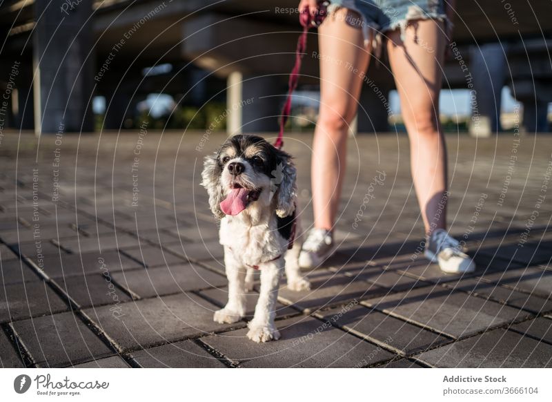 Anonymous lady walking American Cocker Spaniel on leash woman dog purebred obedient canine friend pavement american cocker spaniel summer breed small body part