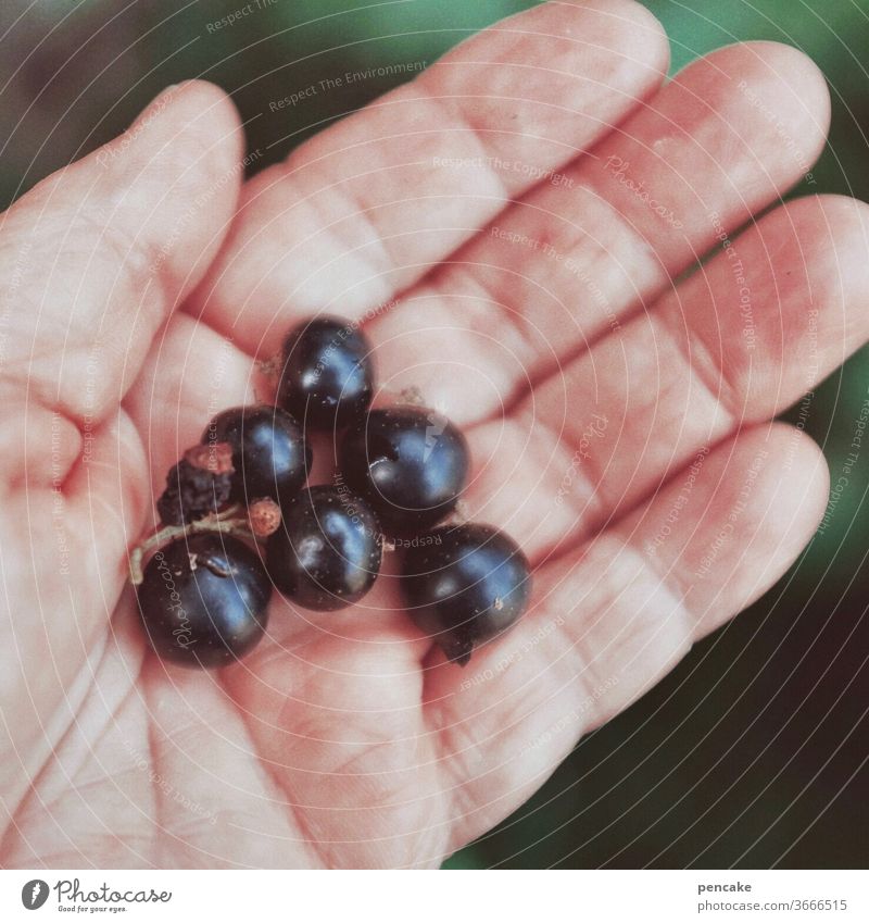 berry season by hand Palm of the hand palm perform Indicate Berries blackcurrant Mature Delicious salubriously vitamins fruit Fresh Summer Healthy Nutrition