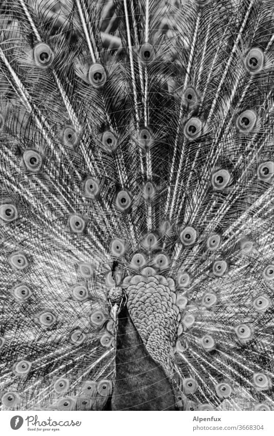 noble pallor Peacock birds Exterior shot Deserted Peacock feather Pride Animal Animal portrait Conceited Rutting season Elegant Esthetic Close-up Day