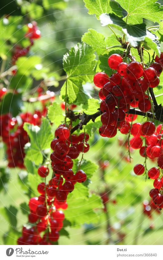 summer berries Plant Summer Bushes Agricultural crop Green Red Nature Pure Redcurrant Fruit Mature Fruit garden Sour Twig Seed head Food Colour photo