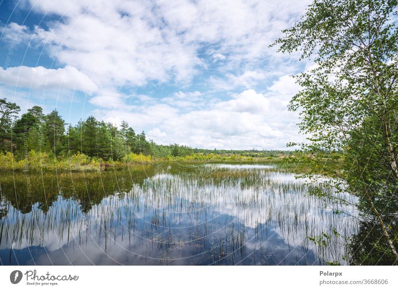 Wetland landscape with colorful trees wetland countryside moss pine wild beauty spring wood scenery travel park outdoors reflections cumulus dark pines birches