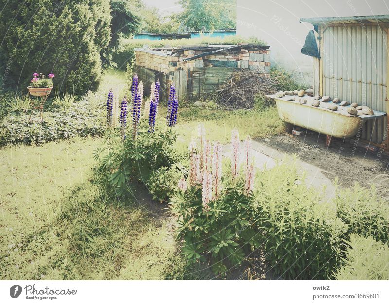 Lupine panorama Garden Exotic bleed flaked bushes Grass flowers tree Plant Beautiful weather Warmth Environment Blossoming Illuminate Moody Garden art Bright