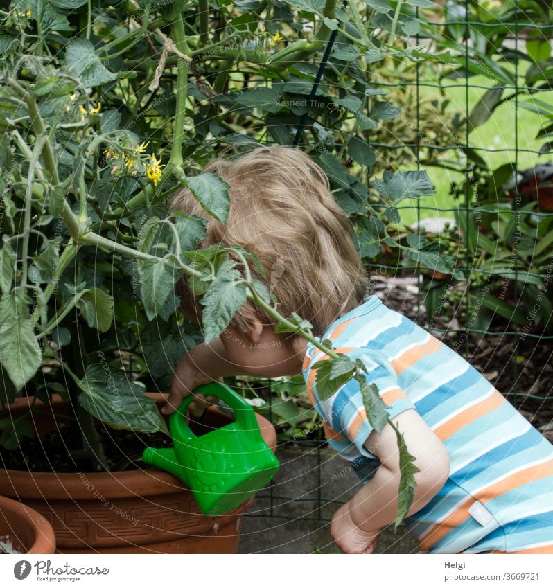 urban gardening - toddler watering tomato plants growing in a pot Urban gardening Child Toddler Plant Watering can Cast nurse supply Garden Colour photo