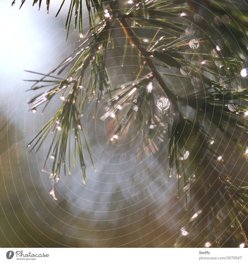 Spruce branch with light and rain Rain raindrops spruce branch conifer branch fir needles Twig drop picture Drop light reflexes Flare Shaft of light