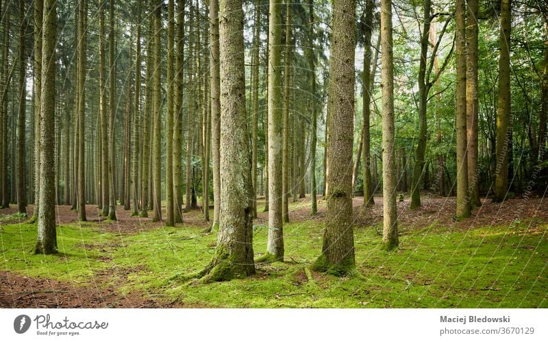 Panoramic view of a forest in early the morning. wood nature green tree foliage scene wilderness trunk nobody lush tranquil scenic panorama woodland adventure