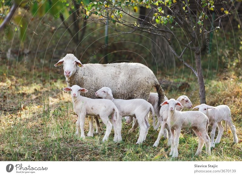Cute young lambs with their mother standing outside at a farm and  staring at the camera sun graze sheep field landscape farmland grazing livestock outdoors