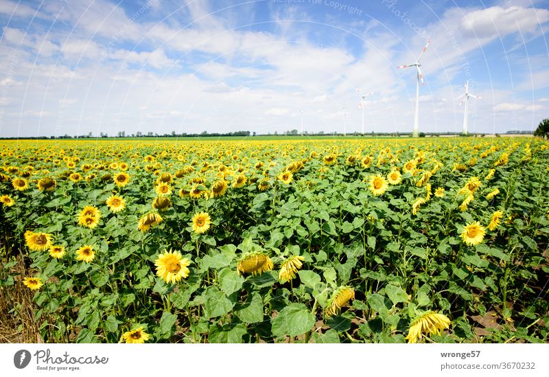 A field of blooming sunflowers under a blue sky with some windmills in the background Sunflowers Field Sunflower field Blossoming Summer Blue sky partly cloudy