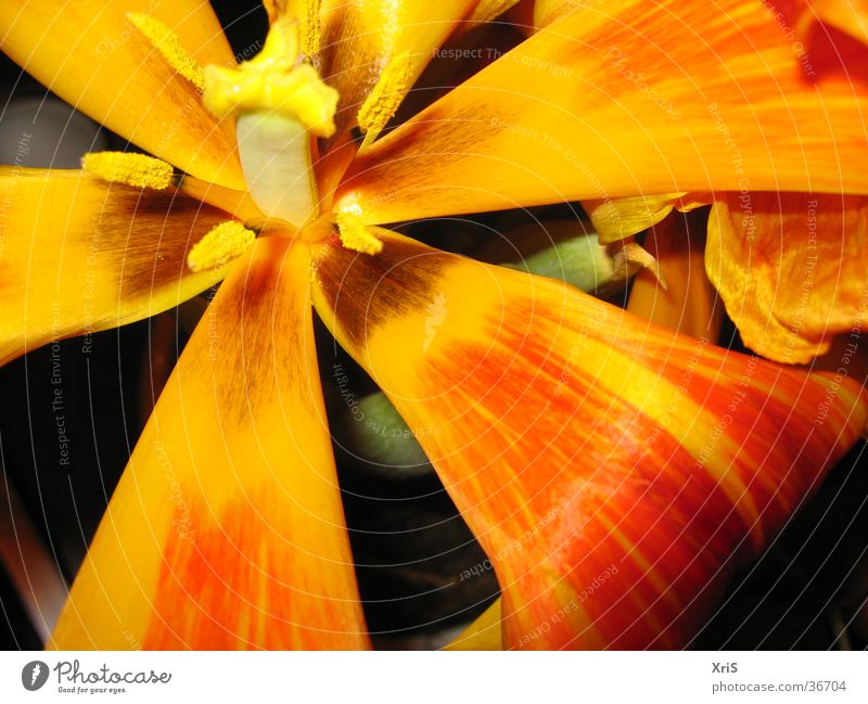 tulip Flower Plant Blossom Tulip Red Detail Close-up Macro (Extreme close-up) Orange