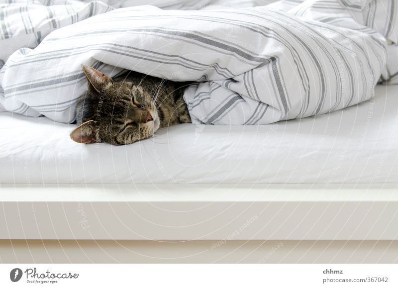 sleeping bag Animal Pet Cat 1 Lie Sleep Cuddly Gray White Dream Calm Doze Cover up Bed Bedclothes Stripe Colour photo Subdued colour Interior shot Day