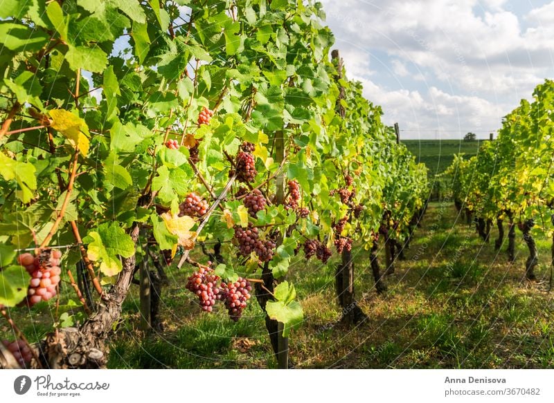 Ripe grapes in fall in Alsace, France vineyard wine harvest winery california france alsace background agriculture growing landscape farm fresh ripe viticulture