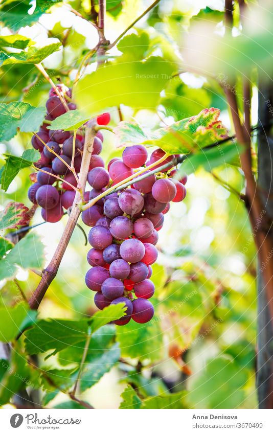 Ripe grapes in fall in Alsace, France vineyard wine harvest winery california france alsace background agriculture growing landscape farm fresh ripe viticulture