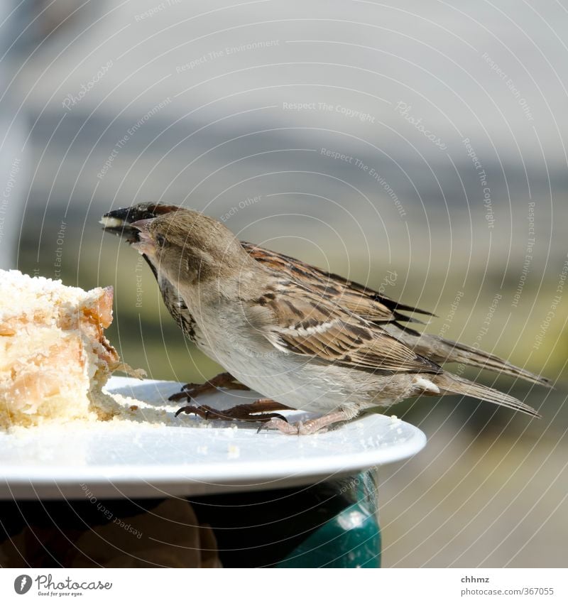 jealousy about food Cake Wing Sparrow 2 Animal Eating To feed Feeding share Food envy give Crumbs Consistent Plate Edge of a plate Feather Feeding area