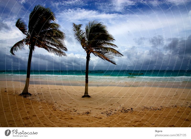 beach seaweed and coastline in playa paradiso Beach Ocean Island Waves Sand Sky Tree Rock Coast Watercraft Stone Blue Brown Yellow Green Red Black White Mexico