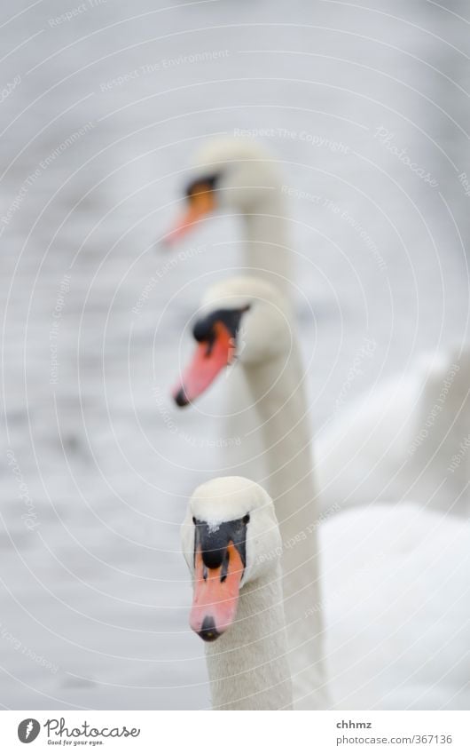 three friends Nature River bank Animal Wild animal Swan 3 Swimming & Bathing Pride Conceited Friendship Attachment Float in the water Curiosity