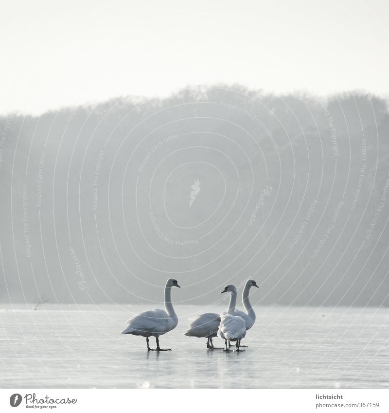 three or four Jesus swans Environment Nature Landscape Elements Sky Horizon Winter Weather Fog Ice Frost Forest Lake Animal Bird Swan 3 4 Group of animals