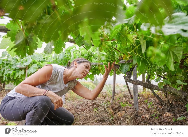 Woman picking grapes on farm collect fruit woman summer farmer garden female nature harvest cultivate plantation fresh agriculture countryside rural organic