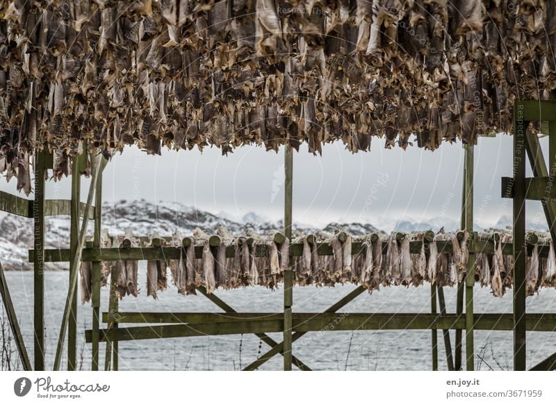 Stockfish in Lofoten Dried cod Fish hang Dry Framework Lofotes Norway Scandinavia North Winter chill Hang up warehouse food Eating Water Ocean Islands Coast