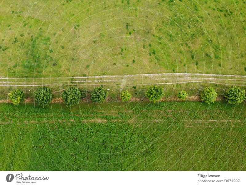 dirt road Field path" Working in the fields Margin of a field Meadow meadow flowers meadow herbs Aerial photography aerial photograph Lanes & trails Lawn