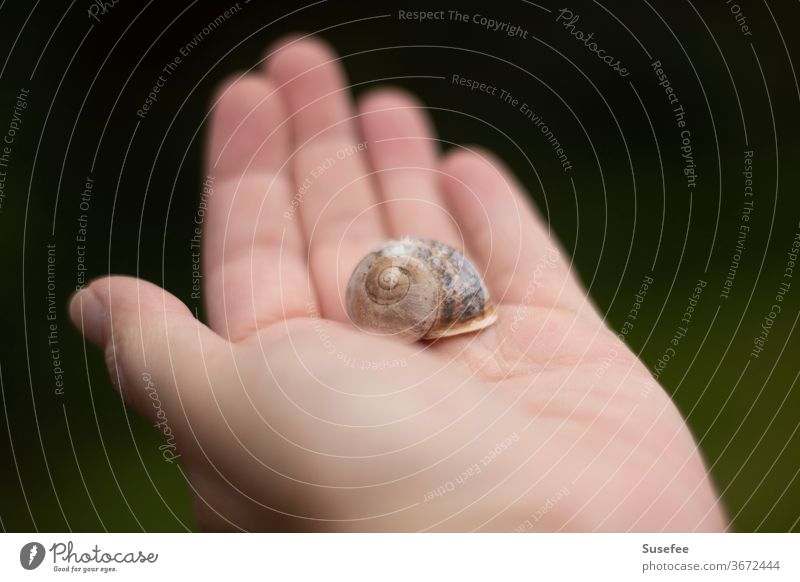 Nature in the hand Crumpet Snail shell Close-up Animal by hand Garden Pattern