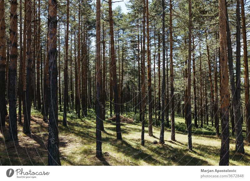 Pine Tree Forest In Summer. Beautiful Pine Forest On High Mountains,  selective focus - a Royalty Free Stock Photo from Photocase