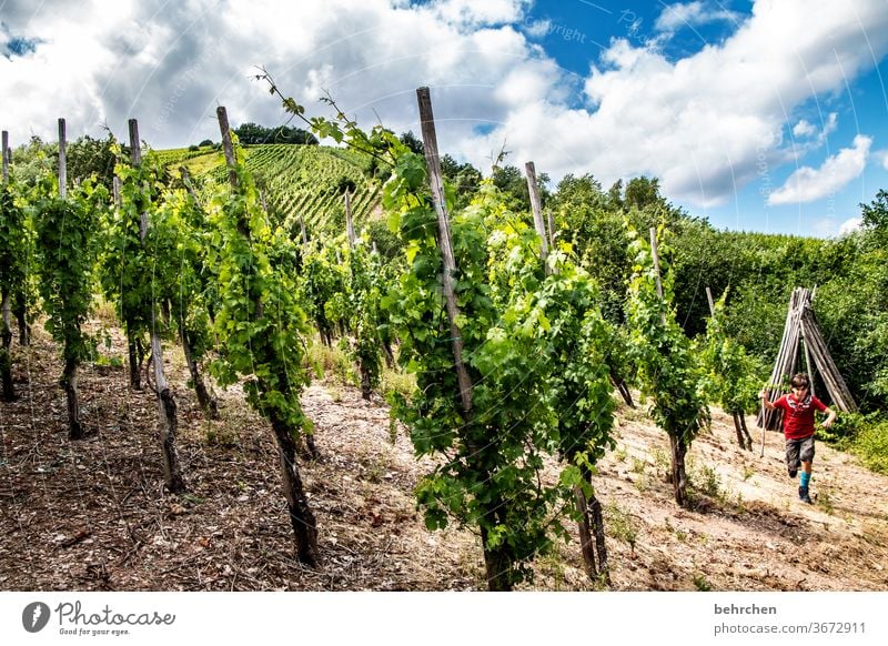 Wine Hiking Lanes & trails Hunsrück Moselle valley Wine growing Rhineland-Palatinate Mosel (wine-growing area) vine Vineyard Bunch of grapes Landscape Mountain