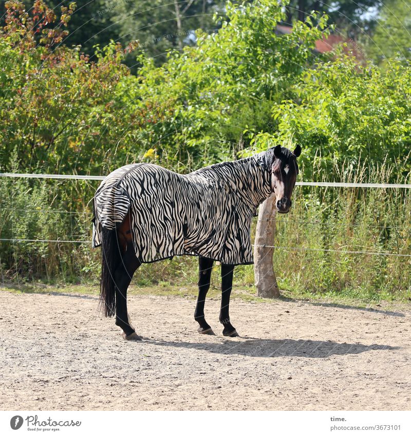 carnival of animals Horse Animal Horse blanket zebra pattern Fence Sand place sunny Shadow green bush look Observe Stand baffled Funny Crazy Inspiration turn