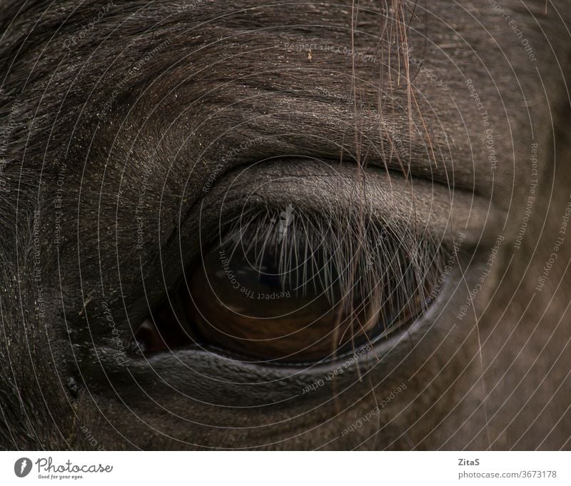 Closeup of an eye of a dark horse black animal herbivore detail closeup lashes eyelid brown