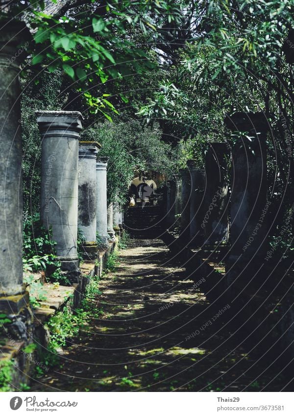 old colonnade columns standing in line, green trees tunnel, old italian villa, nobody, shadow corridor with arch italy mediterranean pergola pathway plant
