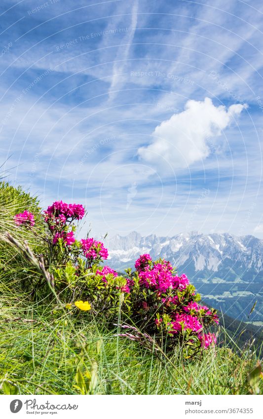 Almrausch before the Dachstein massif Alp rose alpine rose Wild plant Mountain Nature Plant bleed Trip Vacation & Travel Contrast Sunlight Tourism