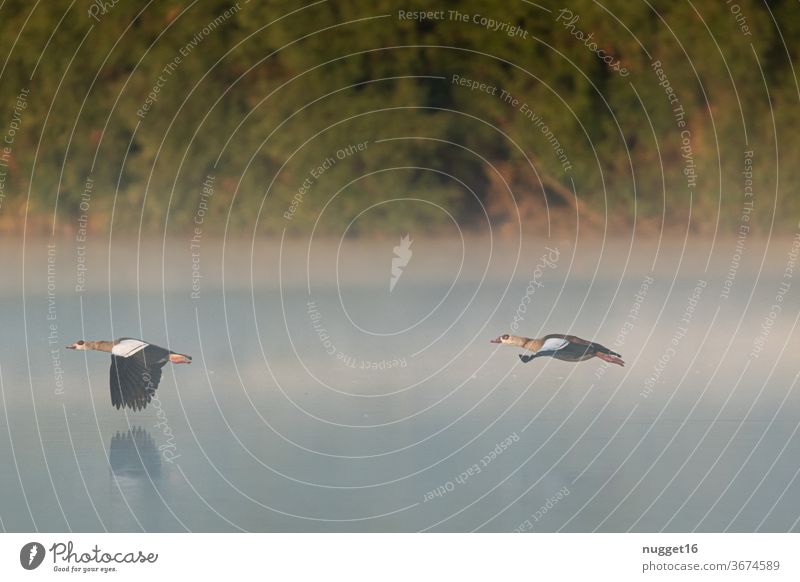 Nile geese flying through the morning mist Day Colour photo Exterior shot Nature Goose Floating Animal birds Wild animal Flying Deserted Environment Flock