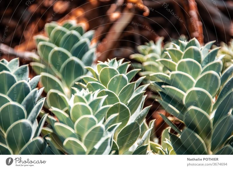 Succulents close-up Foliage plant Colour photo Houseplant Decoration Pot plant succulent plant Succulent plants Green Close-up Plant succulents Nature gardening