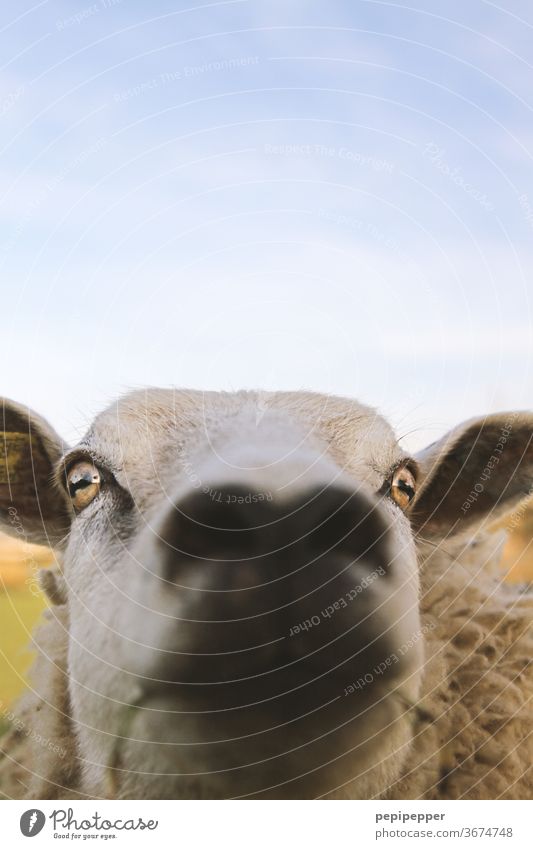 Sheep - blurred Animal Farm animal Exterior shot Colour photo Animal portrait Grass Nature Deserted Wool Meadow Day Pelt Willow tree Flock Animal face Snout