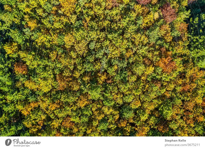 Summer warm sun light forest aerial view summer tree park nature drone landscape green background travel fall beautiful golden photography above autumn outdoor