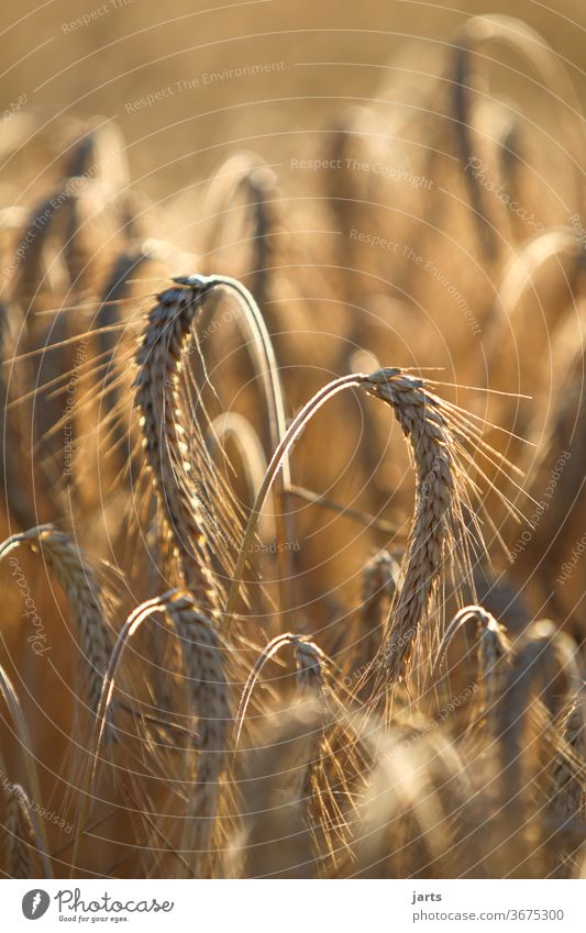 heartily Cornfield Heart Field Summer Nature Grain Agriculture Barley Grain field Yellow grain Organic produce Sustainability Love Ear of corn Growth Nutrition