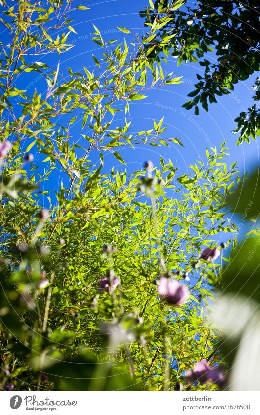 Bamboo and autumn anemones Branch tree flowers blossom bleed Relaxation holidays Garden Grass Sky allotment Garden allotments Deserted Nature Plant Lawn