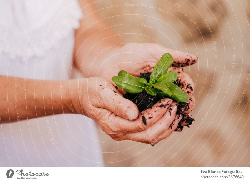 unrecognizable middle age woman working with plants outdoors, holding earth and a small green plant, gardening concept. environment protecting. sprouts bio