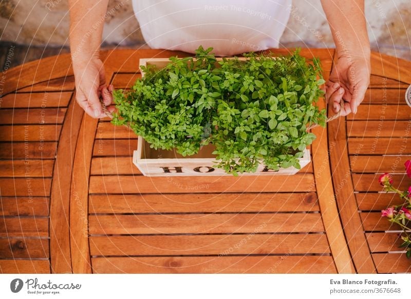 unrecognizable middle age woman working with plants, holding a wooden box with fresh plants, gardening concept. environment protecting. sprouts bio friendly 60s