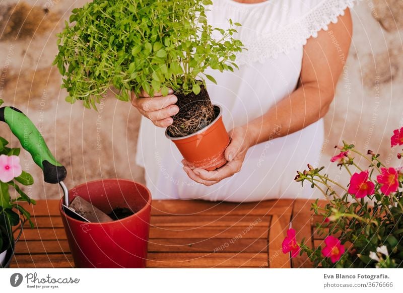unrecognizable middle age woman working with plants outdoors, gardening concept. Nature 60s retired home earth flowers agriculture hobby horticulture dirtied