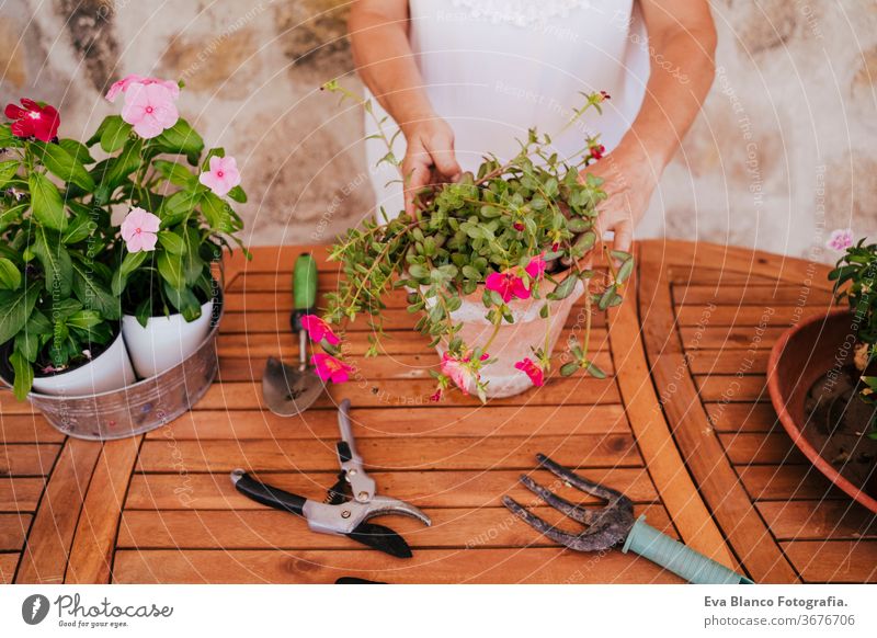 unrecognizable middle age woman working with plants outdoors, gardening concept. Nature. 60s retired home earth flowers agriculture hobby horticulture dirtied