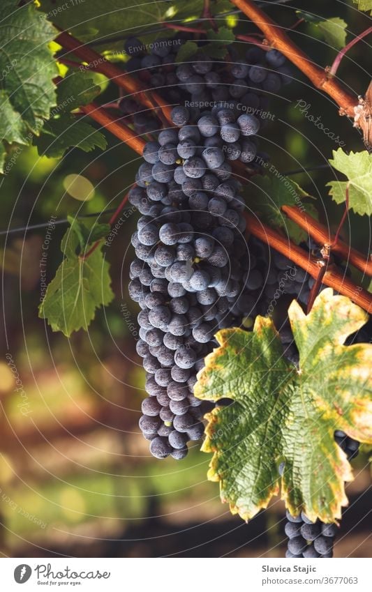 Ripe Cabernet grapes on vine growing in a vineyard at sunset time agriculture autumn back light black blue bordeaux branch bright bunch cabernet cluster country