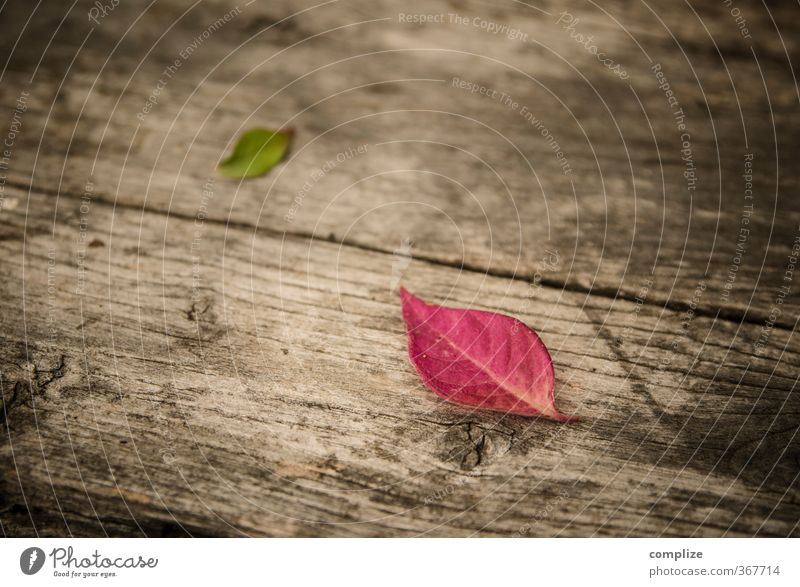 In autumn Wellness Relaxation Calm Fragrance Cure Spa Plant Tree Leaf To fall Green Pink Idyll Autumn leaves Autumnal Bench Wooden bench Colour photo